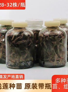 福建金线莲种苗金钱草组培驯化石斛苗盆栽种植金线莲种子新鲜瓶苗