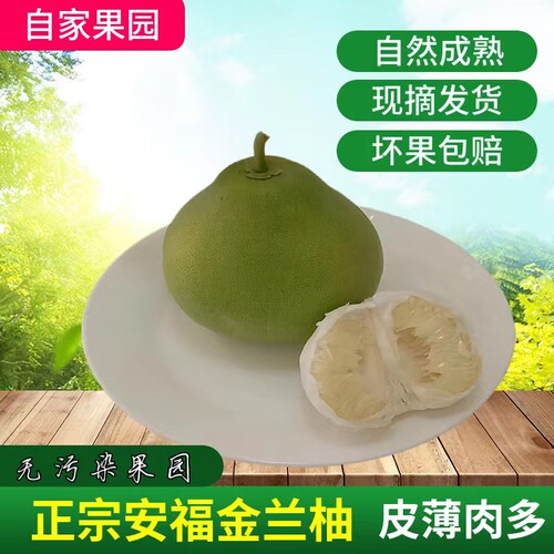 安福金兰柚子农家自种安福发货