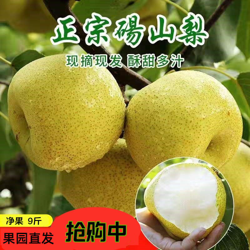 正宗安徽砀山梨25年新梨农家批发