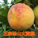 现摘10斤砀山黄桃老品种做罐头酸甜黄桃新鲜孕妇水果顺丰整箱批发