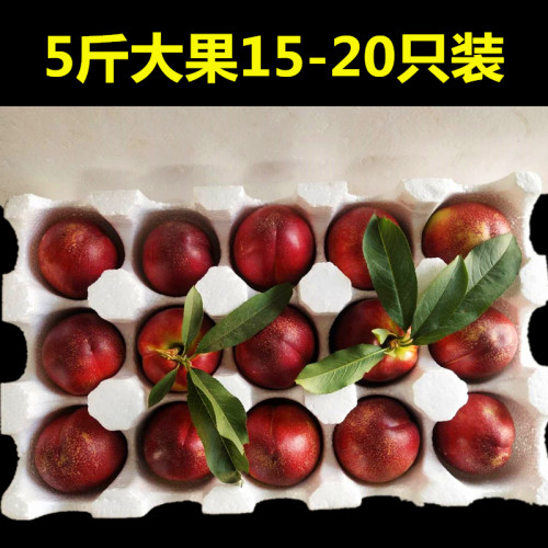 砀山露天黄心麻点大油桃5/10斤