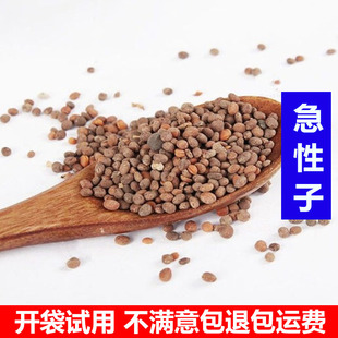 中药材急性子500克包邮新货凤仙花子透骨草子籽指甲花子急性子粉