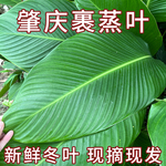 广东大号粽叶冬叶野生新鲜现摘肇庆裹蒸粽肉粽叶包粽子叶非广西叶