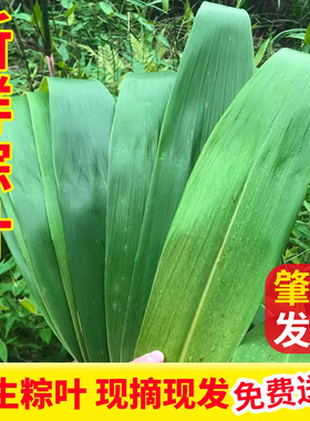 新鲜粽叶芒叶广东深山野生天然现摘食用大粽子叶非竹叶芦苇叶直销