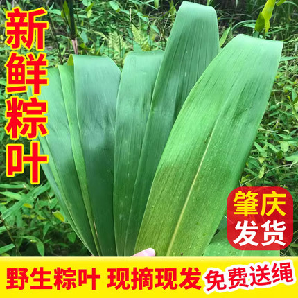 新鲜粽叶芒叶广东深山野生天然现摘食用大粽子叶非竹叶芦苇叶直销