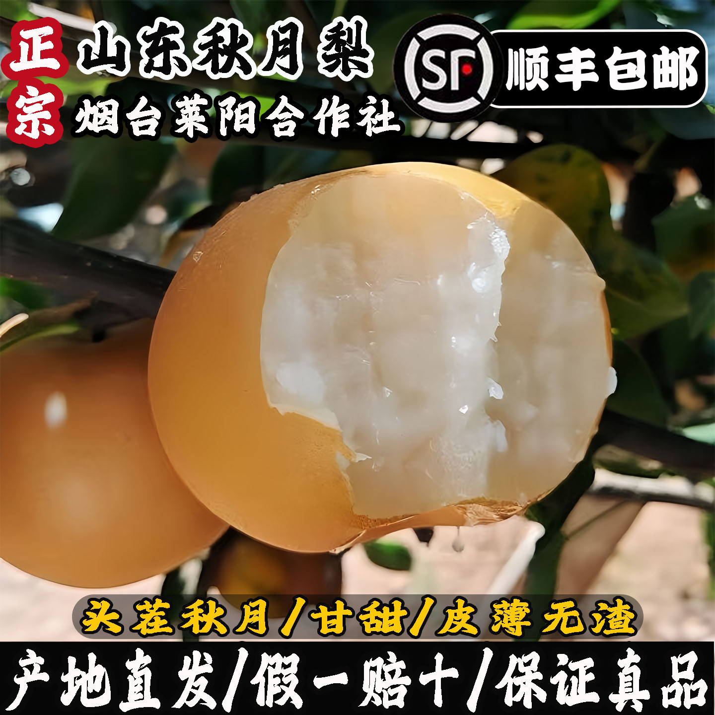 正宗秋月梨山东莱阳秋月梨新鲜水果应季整箱礼盒时令新鲜水果梨子