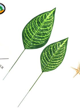 插花绿植婚礼龟背竹装饰品叶子