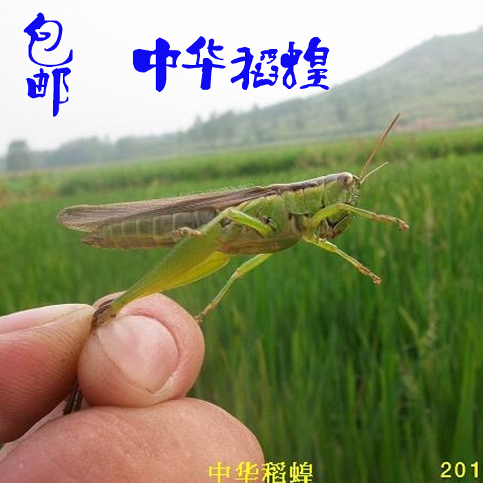农家鲜活蚂蚱喂鸟的活虫