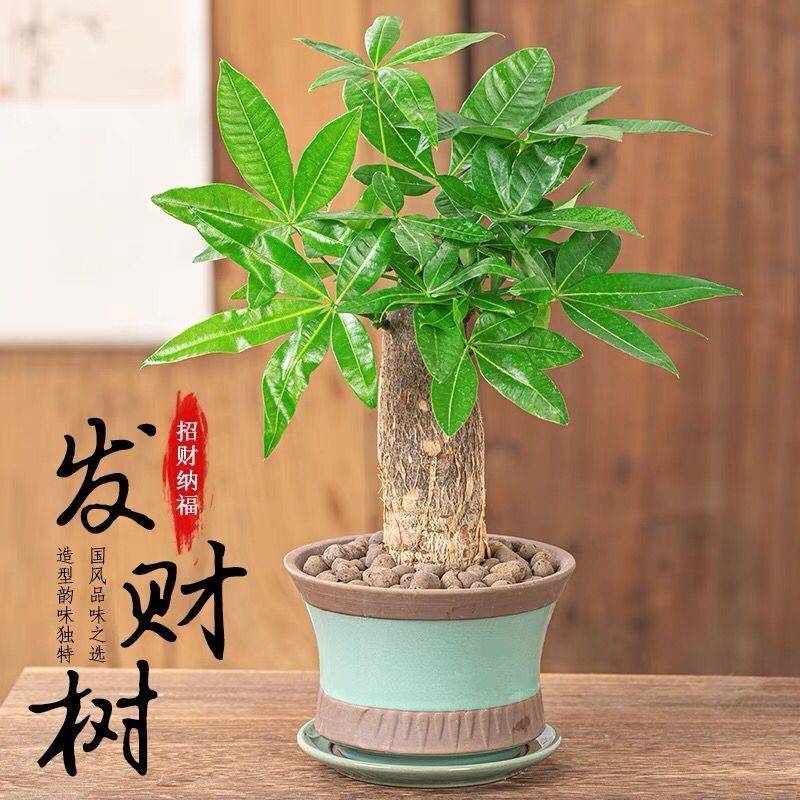 发财树盆栽植物室内客厅绿植小盆景四季常青办公室好养小盆栽花卉