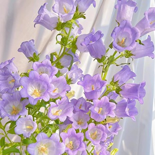 【梦境花卉 风铃花】-任意两单发顺丰冷链/邮政空运