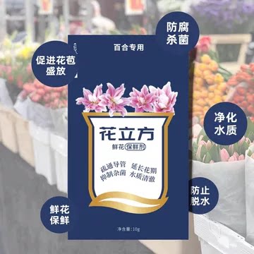 【老六直播专属】花立方百合粉云南直发