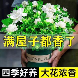 【带花苞】栀子花盆栽四季开花卉大全树苗室内绿植好养易活懒人盆