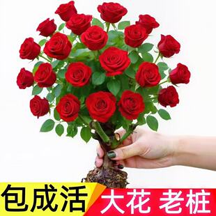 四季开花玫瑰花苗好养活浓香型月季花老桩苗花卉盆栽阳台庭院耐寒