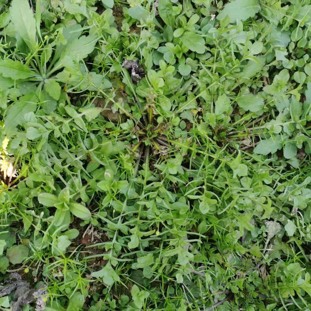 浙江混沌包子春卷3斤新鲜蔬菜