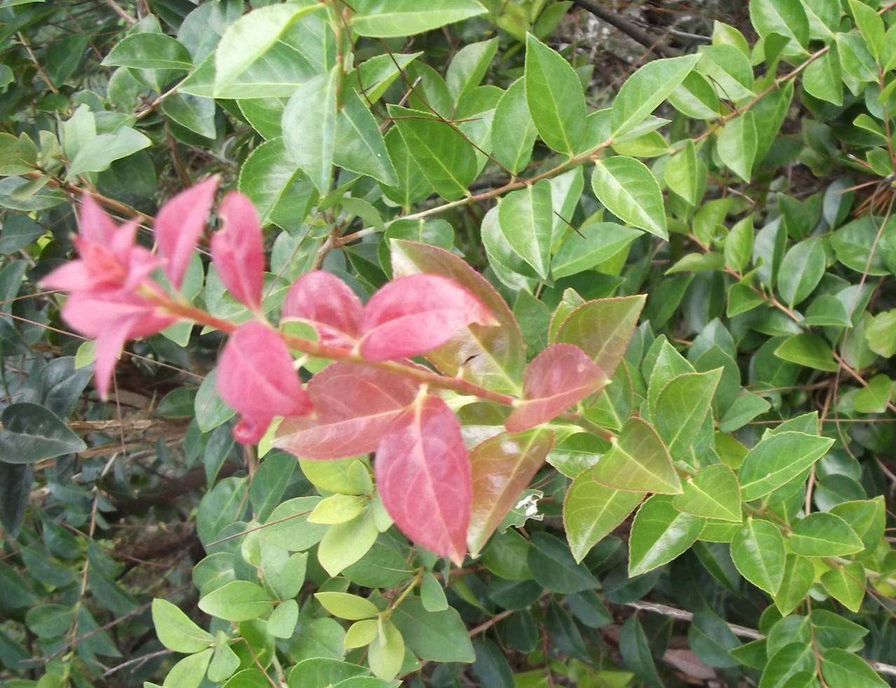 满3斤包邮新鲜野生南烛叶乌稔树黑官膳食材制作乌米饭乌饭叶500克