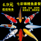 锦鲤鱼活鱼冷水观赏鱼活体小型易养淡水小鱼苗红白三色鱼金鱼 包邮
