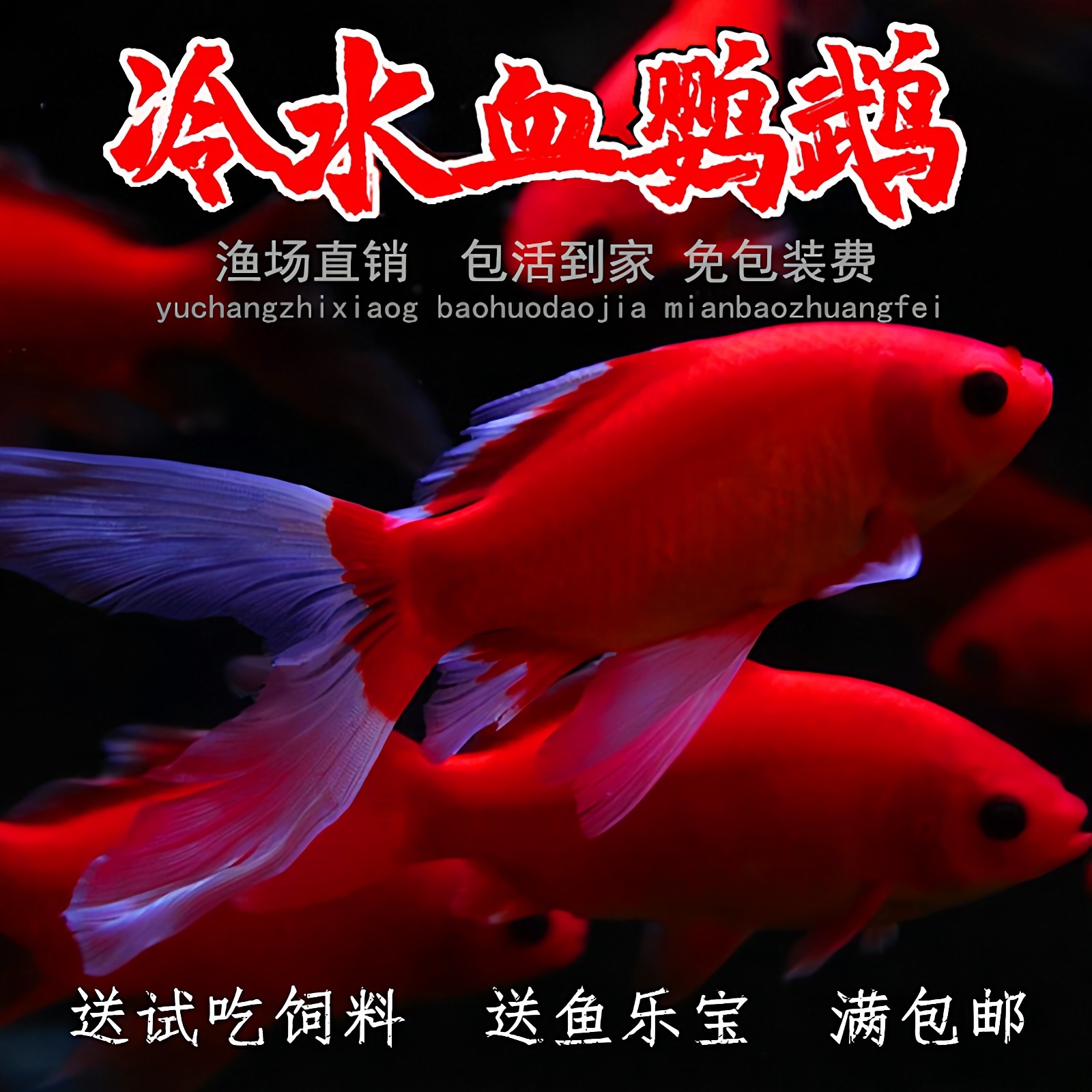 冷水鹦鹉鱼观赏鱼好养易活淡水淡水鱼活体发财鱼锦鲤鱼小金鱼包邮