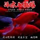 冷水鹦鹉鱼观赏鱼好养易活淡水淡水鱼活体发财鱼锦鲤鱼小金鱼 包邮