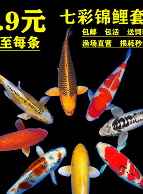 锦鲤鱼活体观赏鱼活鱼大型易养冷水淡水鱼锦鲤小鱼苗易活金鱼包邮