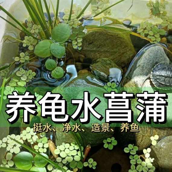 水菖蒲水培花卉龟缸净水鱼缸造景水草微景观桌面盆栽室内驱蚊绿植-封面