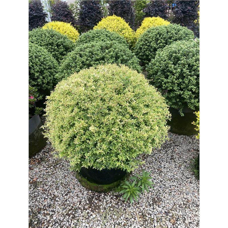 多年生常绿灌木小丑火棘花镜植物四季常青变色彩叶树种耐热耐寒