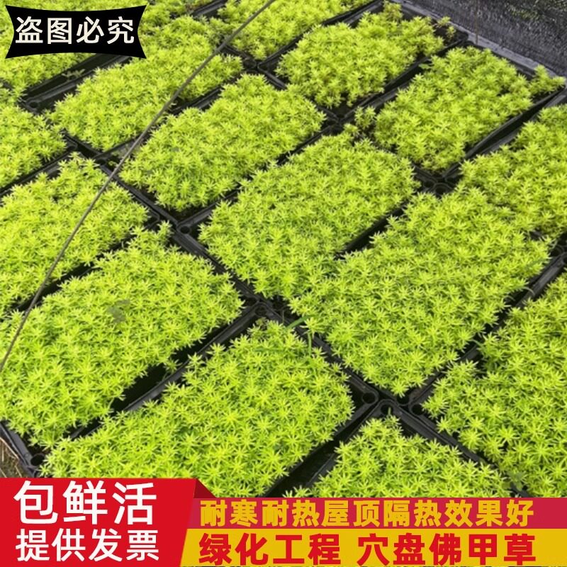 金叶佛甲草盆栽黄金万年草庭院屋草坪/观赏草