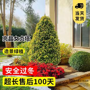 亮晶女贞塔形球型棒棒糖造型树四季常青耐寒耐热别墅庭院花境植物