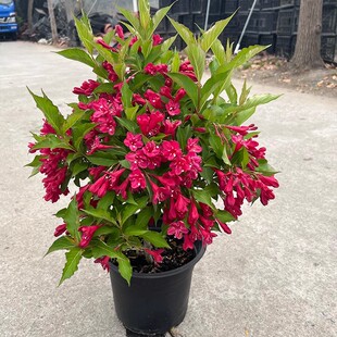 五彩锦带花树苗盆栽七彩色耐寒别墅庭院花叶红王子锦带花苗风景树