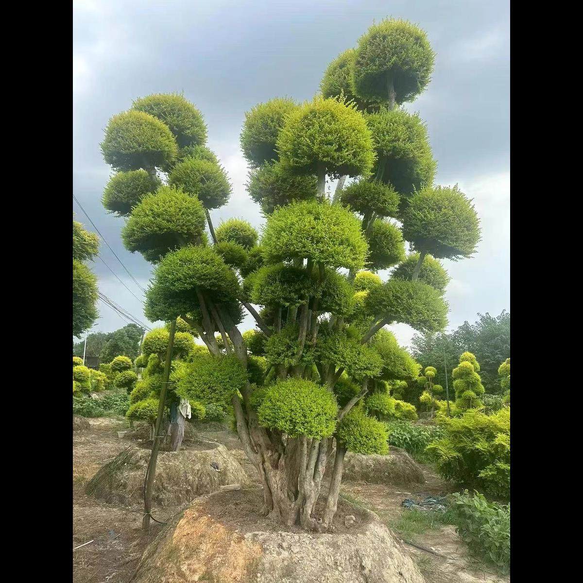 花园花镜植物亮晶女贞棒棒糖川滇蜡树小叶亮金女贞造型树多头老桩