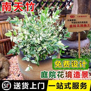 红宝石南天竹花镜庭院植物秋色暮光之城花叶苗火焰湾流青柠檬耐寒
