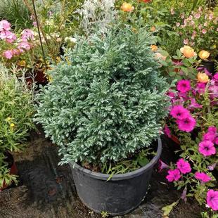 蓝湖柏蓝色波尔瓦盆栽花境阳台庭院造景花园树苗耐寒四季 观叶植物