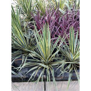 金边丝兰四季常青室内室外盆栽庭院植物阳台绿植耐寒耐旱耐热