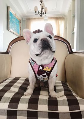 狗衣服法斗背心法牛巴哥薄款