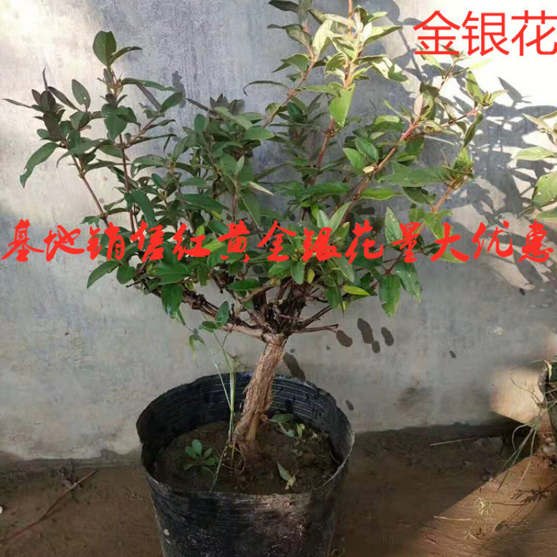 基地批发药用金银花树苗盆栽地栽红色黄色金银花当年开花量大优惠