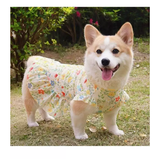柯基柴犬比熊狗狗衣服2025春夏天薄款公主裙子背心马甲防掉毛防晒