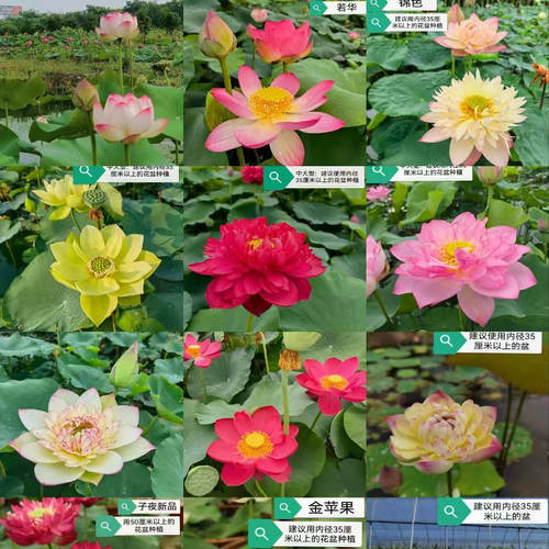 中型荷花碗莲种藕庭院绿植