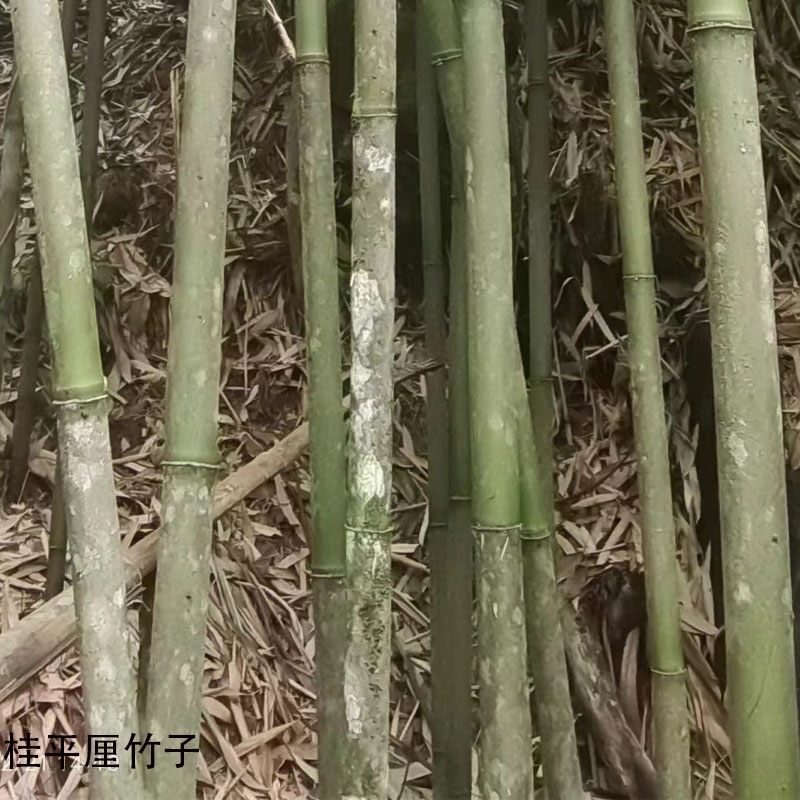 特大厘竹苗禾杆竹鱼杆竹子苗特硬竹子苗庭院四季常青大竹子苗耐寒