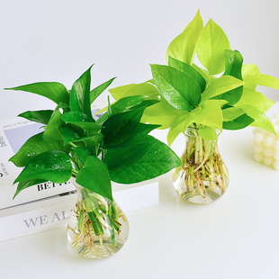 镜绿 黄金葛小叶绿萝玻璃花瓶水培室内桌面绿植耐阴盆栽懒人好养