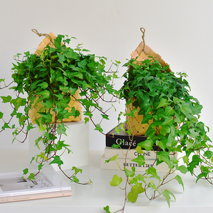枫叶常春藤室内阳台植物花卉喜阴耐寒绿植盆栽爬藤吊兰净化空气
