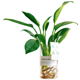 水培金钻绿公主大颗株型室内半阴绿植桌面办公室玻璃花瓶亚克力