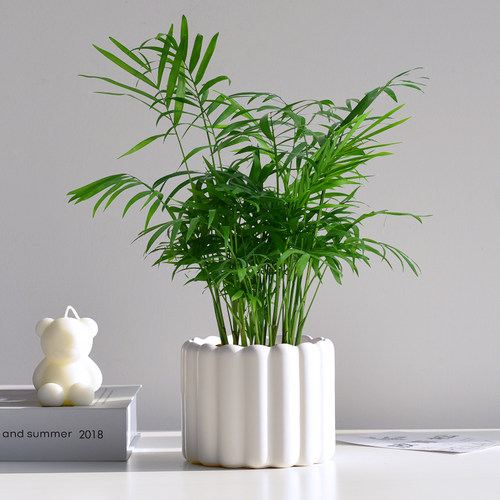 袖珍椰子室内清新绿植小盆栽办公桌面植物摆件绿化装饰水培好养