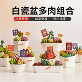 白色陶瓷盆多肉植物组合盆栽室内新手好养苔藓办公桌面装 饰景观