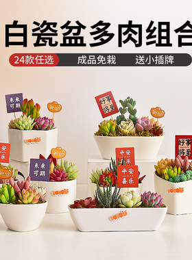 白色陶瓷盆多肉植物组合盆栽室内新手好养苔藓办公桌面装饰景观