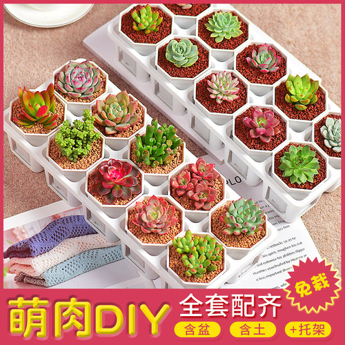 桌面全套多肉配齐可爱装饰好养活