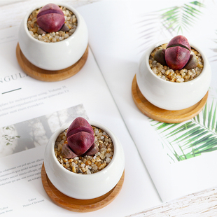 镜绿红帝玉多肉植物含盆带土组合石头石生花屁屁股花室内绿植