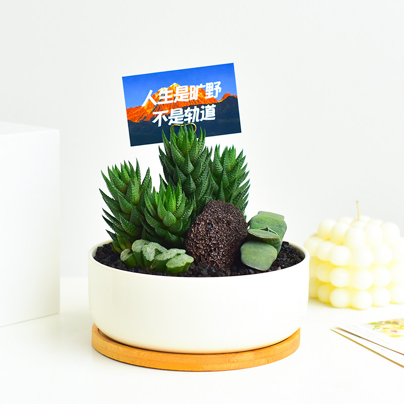 玉扇组合稀有珍藏多肉植物室内桌面好养盆栽多肉创意送人生日礼物