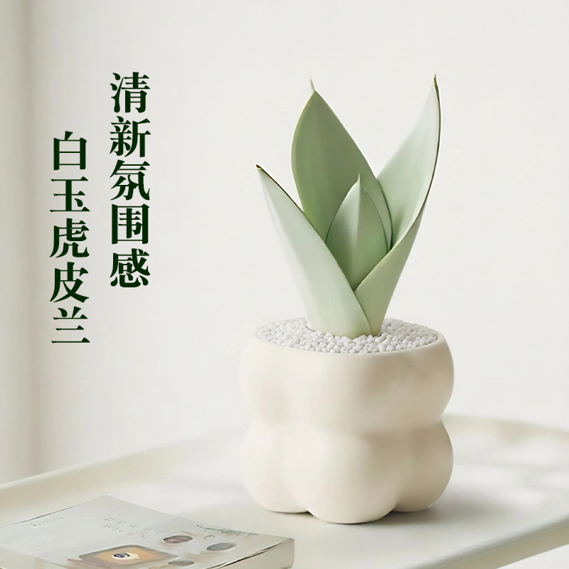 白玉虎皮兰办公室桌面常青耐旱