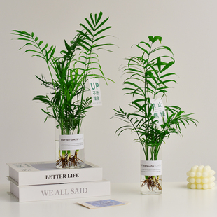 水培治愈力袖珍椰子透明玻璃杯花瓶懒人绿植桌面热带雨林美学盆栽