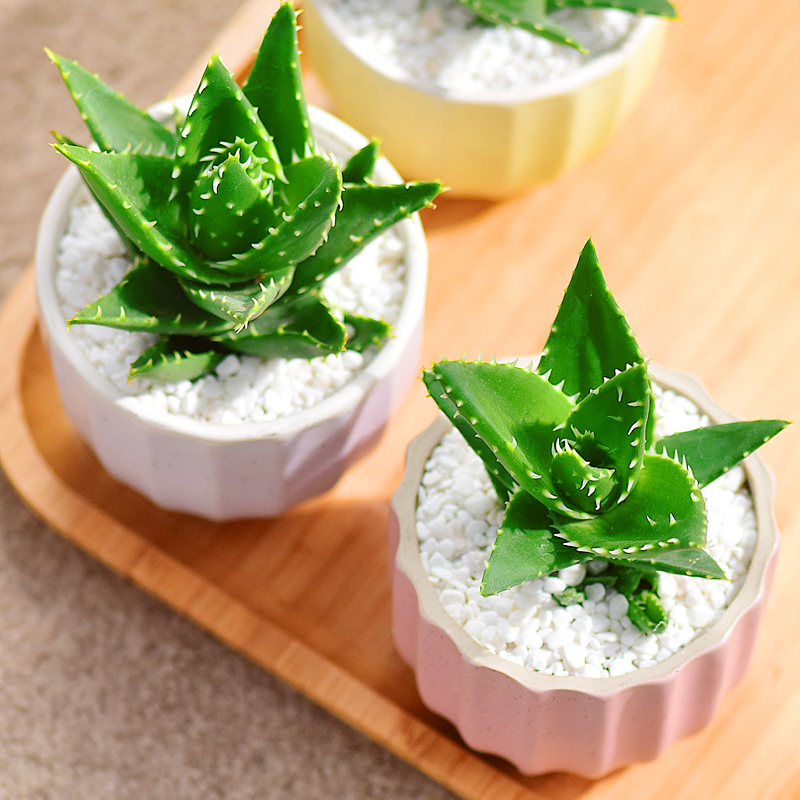 不夜城芦荟室内桌面四季常绿品种