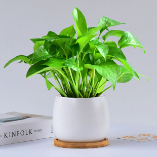 绿萝室内桌面小盆栽四季 翠绿观叶植物净化空气本地水培居家好养